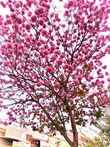 Sana Hyderabad, Telangana 