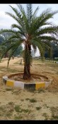 Anil Kumar Kushwaha photo