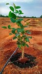 Seetharam photo
