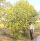 Sairam photo