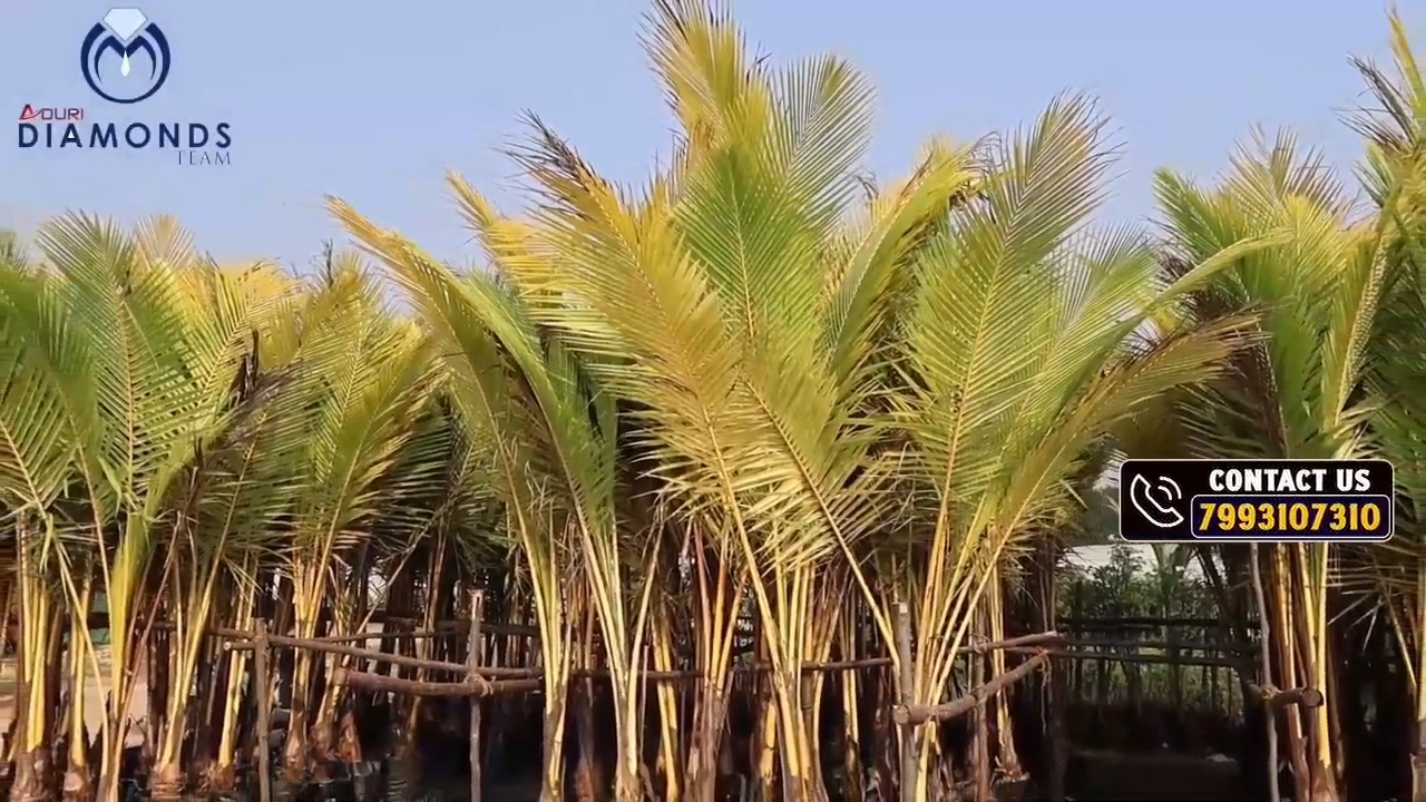 Aduri Golden Heights Video 2