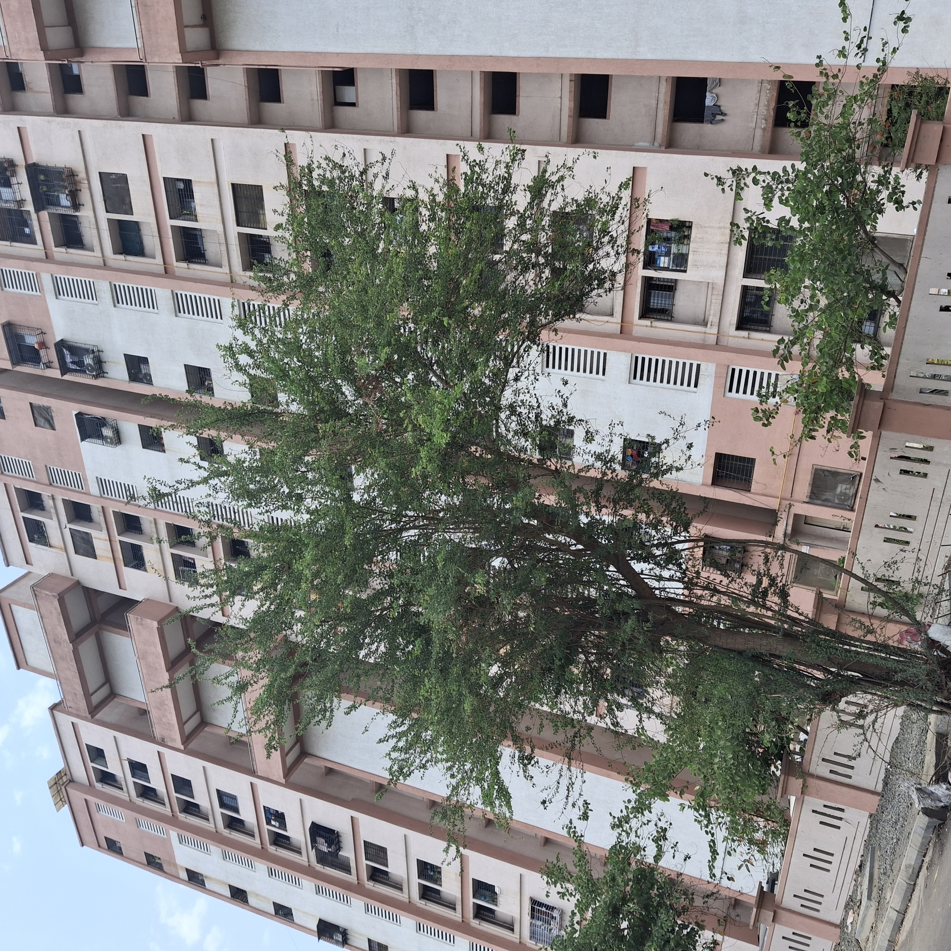 1 BHK Apartment For Rent in Megh Malhar Co-op Housing Society