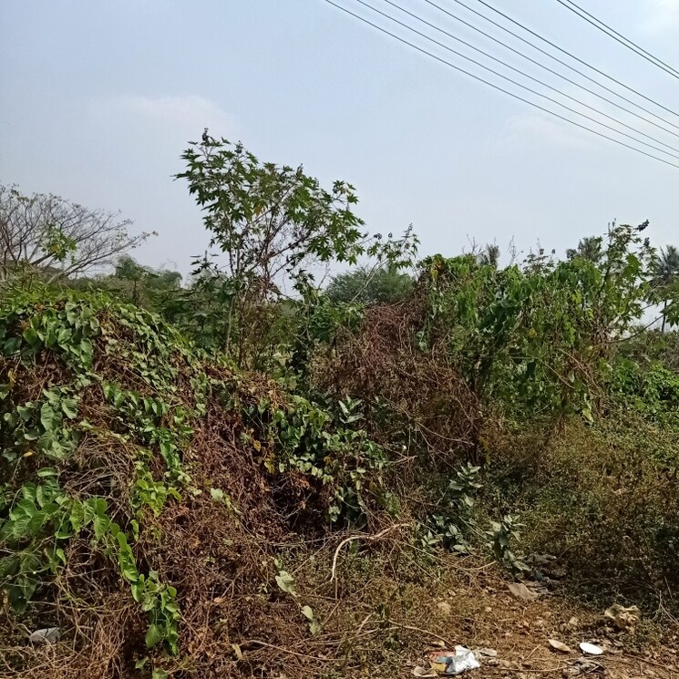 Other, basaveshwara nagar  800 Sq.Ft. Plot In Basaveshwara Nagar Bangalore 1845934