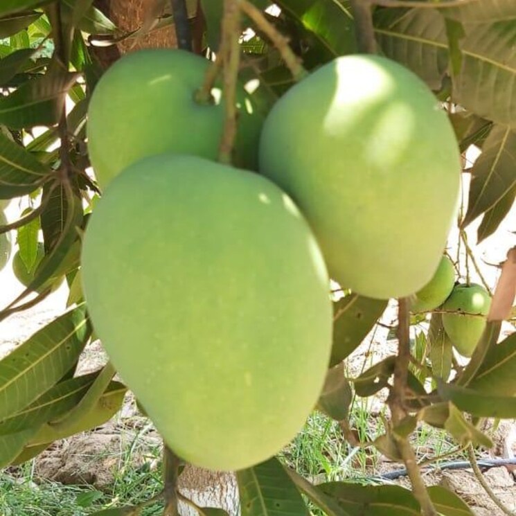 Nearby, vengal rao nagar  605 Sq.Yd. Plot In Vengal Rao Nagar Hyderabad 2405120