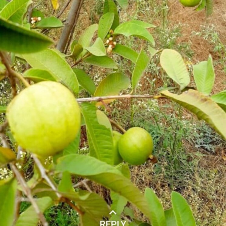 Other, vengal rao nagar  605 Sq.Yd. Plot In Vengal Rao Nagar Hyderabad 2405120