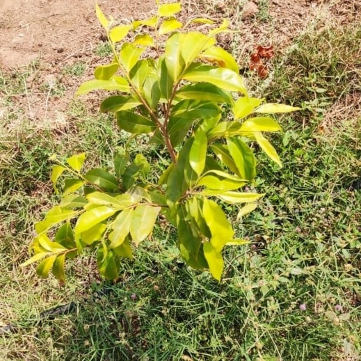 Other, addagutta  242 Sq.Yd. Plot In Addagutta Hyderabad 2614997