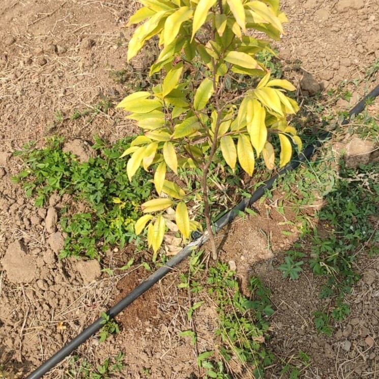 Other, addagutta  242 Sq.Yd. Plot In Addagutta Hyderabad 2614997