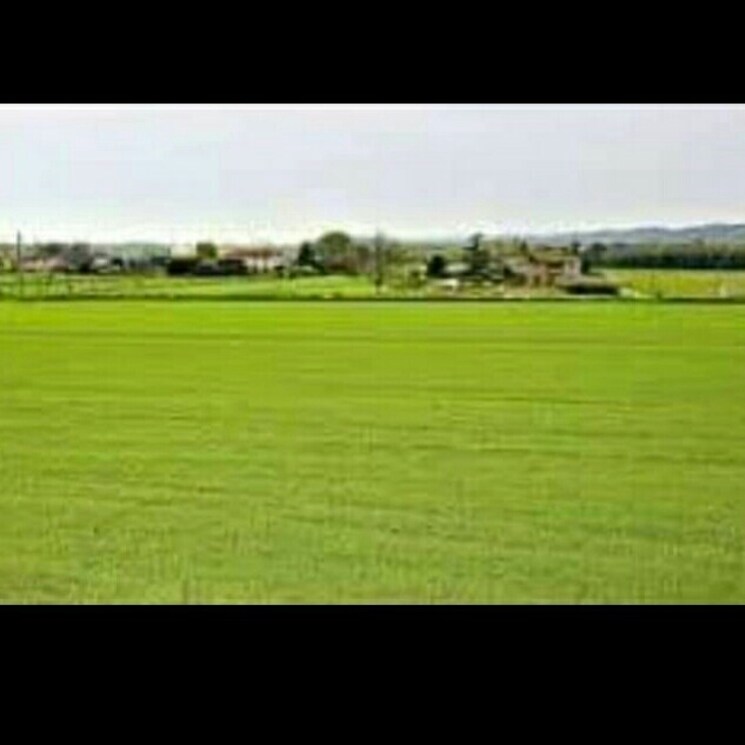 Other, sam-palm-olympia-phase-second  149 Sq.Yd. Plot In Sector 16c Greater Noida Greater Noida 2642408