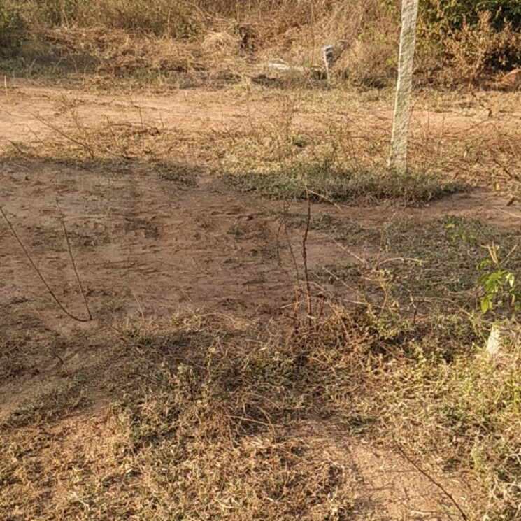 Other, narapally  150 Sq.Yd. Plot In Narapally Hyderabad 2650701