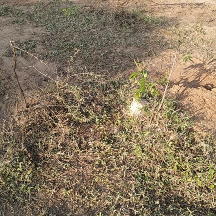 Other, narapally  150 Sq.Yd. Plot In Narapally Hyderabad 2650701