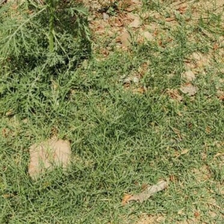 Exterior View, modinagar  86 Sq.Yd. Plot In Modinagar Ghaziabad 2690621