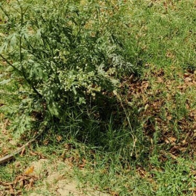 Exterior View, modinagar  86 Sq.Yd. Plot In Modinagar Ghaziabad 2690621