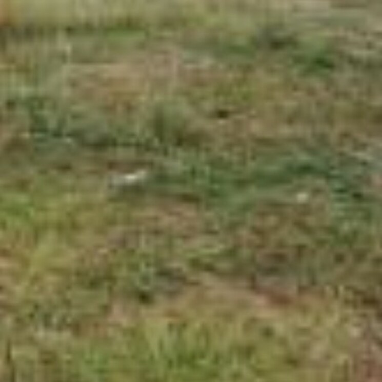 Other, aamwala  900 Sq.Ft. Plot In Aamwala Dehradun 2754770