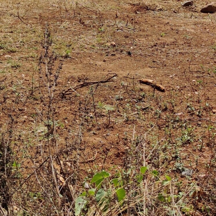 Exterior View, jp nagar 7th phase  1206 Sq.Yd. Plot In Jp Nagar 7th Phase Bangalore 2769691