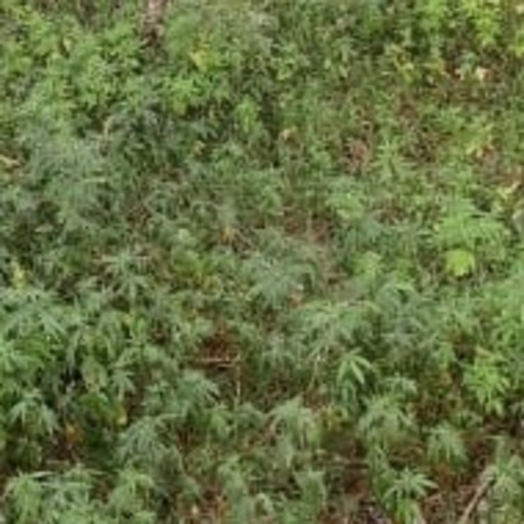 Other, modinagar  72 Sq.Yd. Plot In Modinagar Ghaziabad 2812434