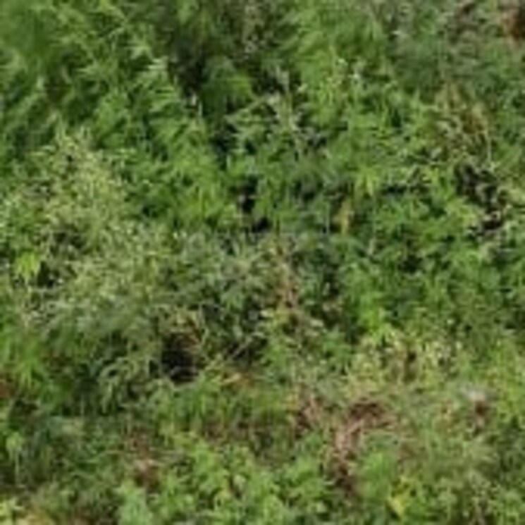 Other, modinagar  72 Sq.Yd. Plot In Modinagar Ghaziabad 2812434