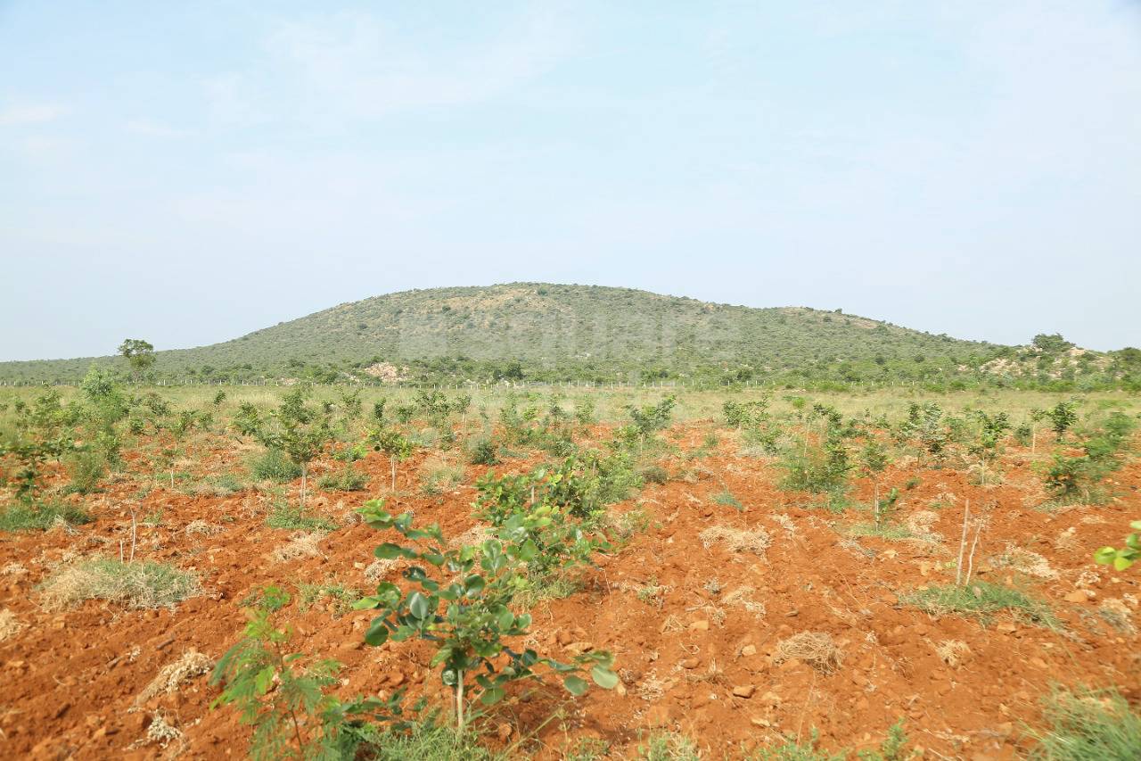 Resale 1064 Sq.Ft. Plot in Vinukonda Guntur 4944407