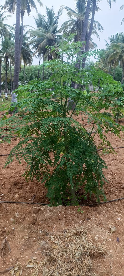 Resale 654 Sq.Ft. Plot in Govindapura Bangalore 5503731