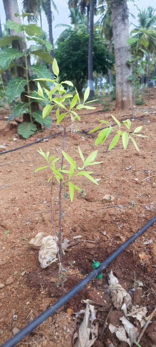 Resale 654 Sq.Ft. Plot in Govindapura Bangalore 5503731