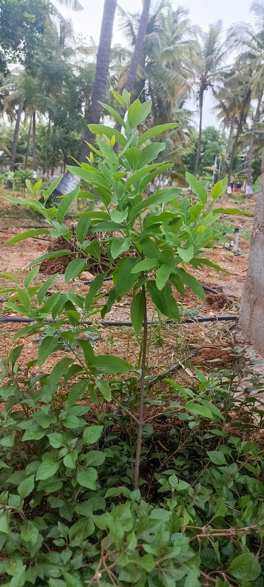 Resale 654 Sq.Ft. Plot in Govindapura Bangalore 5503731