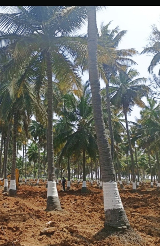 Resale 654 Sq.Ft. Plot in Govindapura Bangalore 5503731