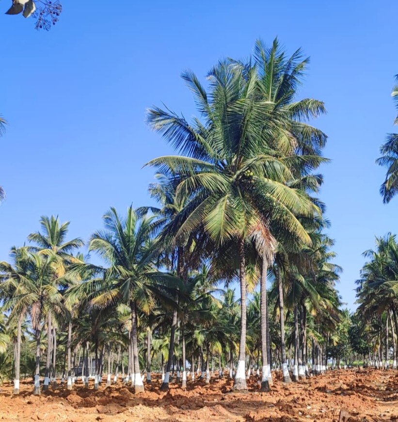 Resale 654 Sq.Ft. Plot in Govindapura Bangalore 5503731