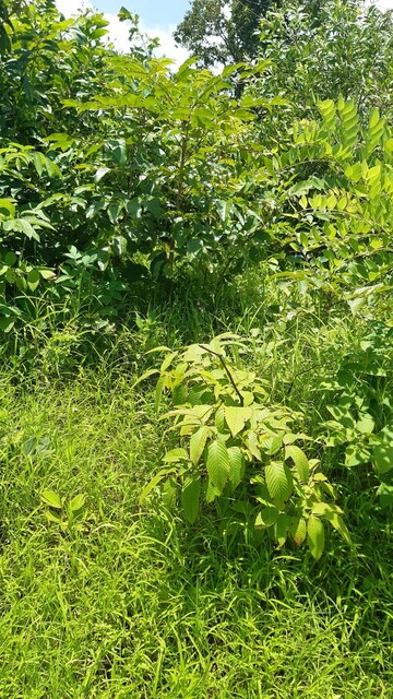 Plot Area in  Plot at Dapoli – for Sale