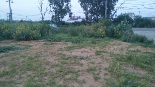 Plot For Resale in Farukh Nagar Gurgaon  5791545