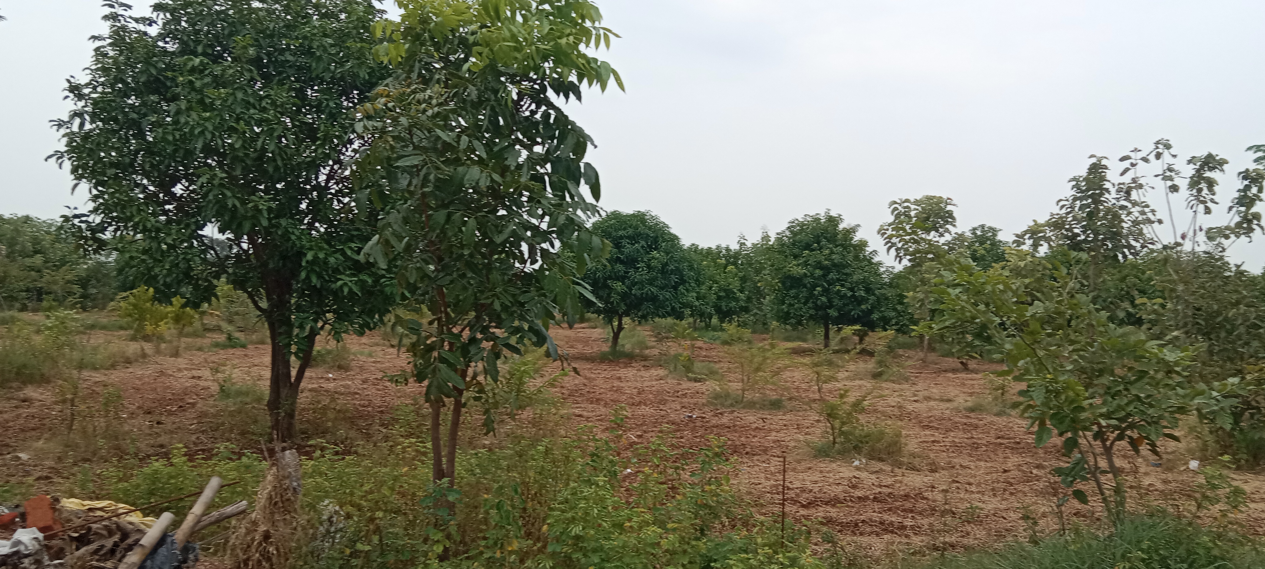 Resale 1000 Sq.Yd. Plot in Narsingi Hyderabad 5819003