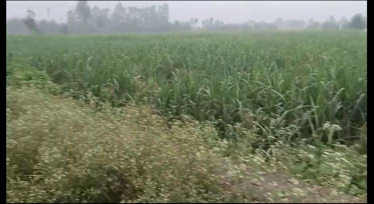 Commercial Land 2 Acre in Sardhana Road Meerut