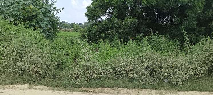 Lucknow District Mohan Road Kati Bagiya Se 1.5 Kilometre 5 Bigha Land 100 Ka Front