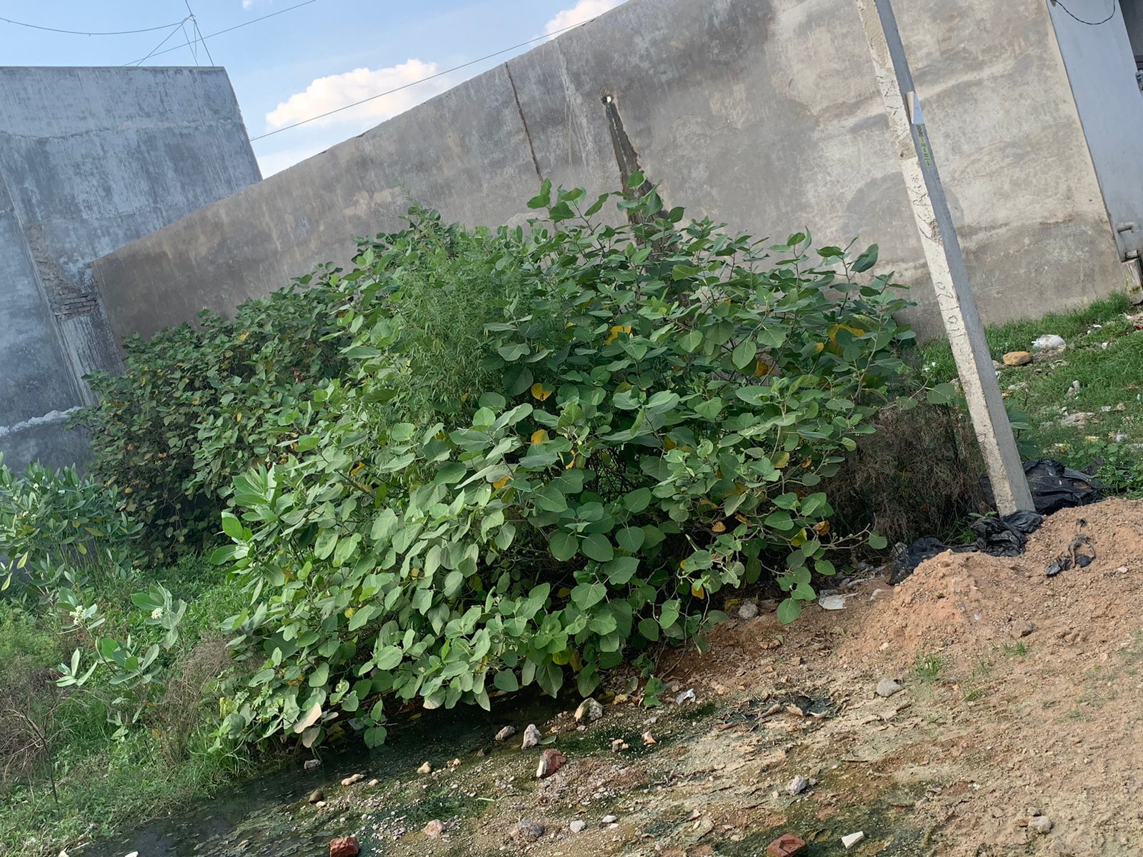 Resale 1250 Sq.Ft. Plot in Jankipuram Extension Lucknow 5931828