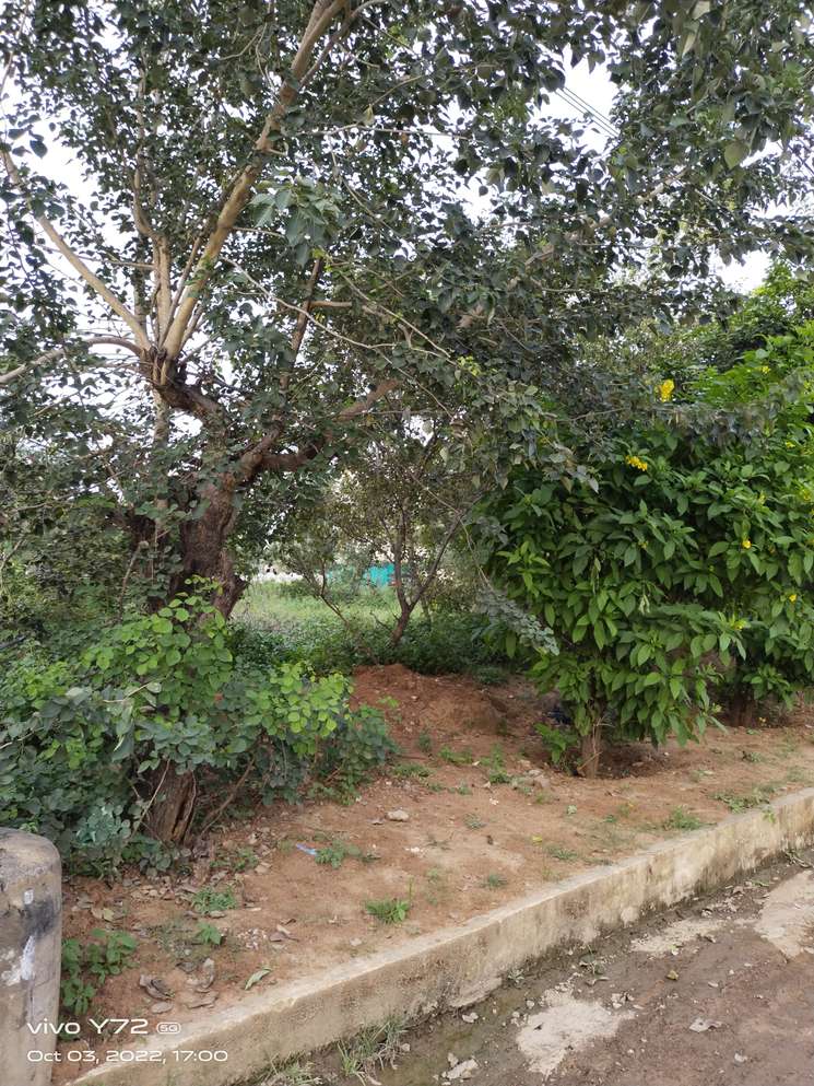 1100 Sq.Yd. Plot in Banjara Hills Hyderabad