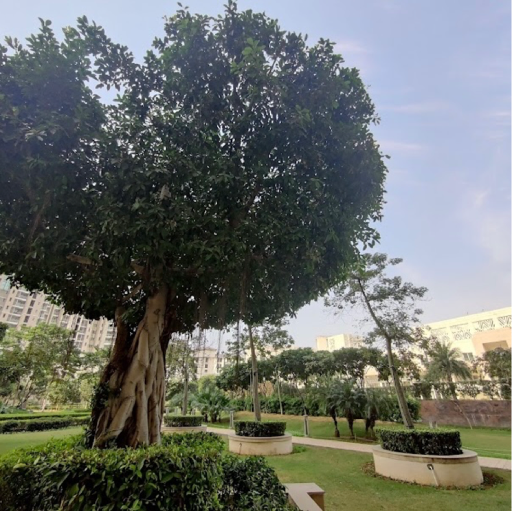 Garden, dlf-park-place 3 Bedroom 1975 Sq.Ft. Apartment In Sector 54 Gurgaon 6109872