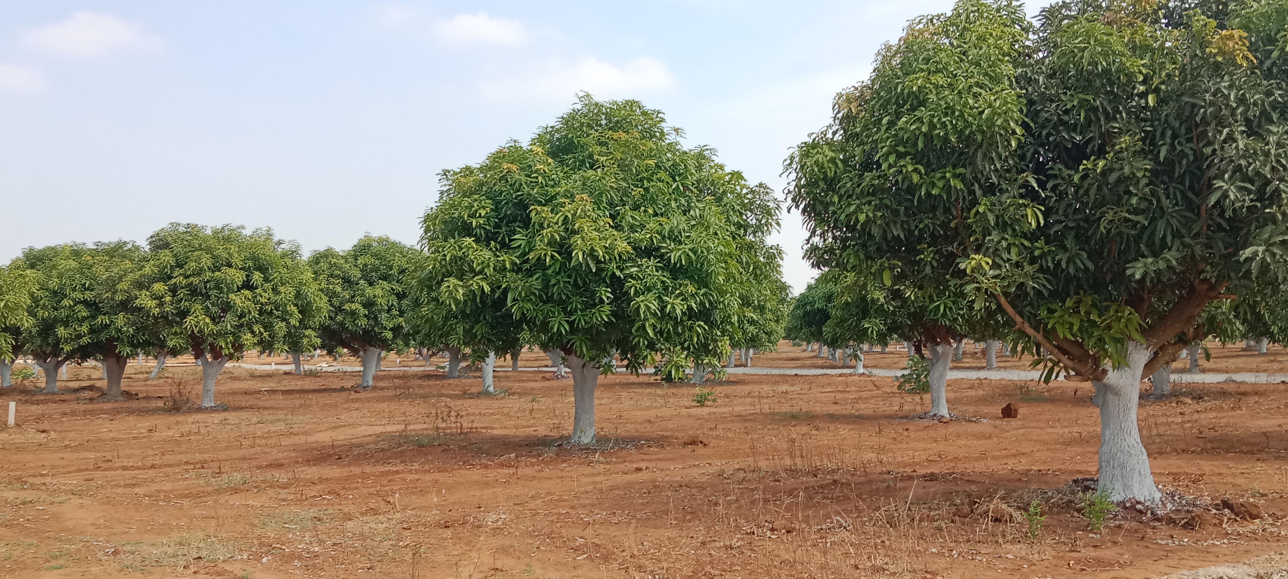 रेजिडेंशियल प्लॉट वर्ग यार्ड फॉर रीसेल इन गोलकोंडा हैदराबाद  6115814