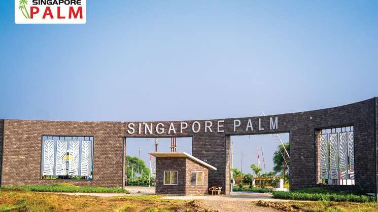 Singapore Palm
