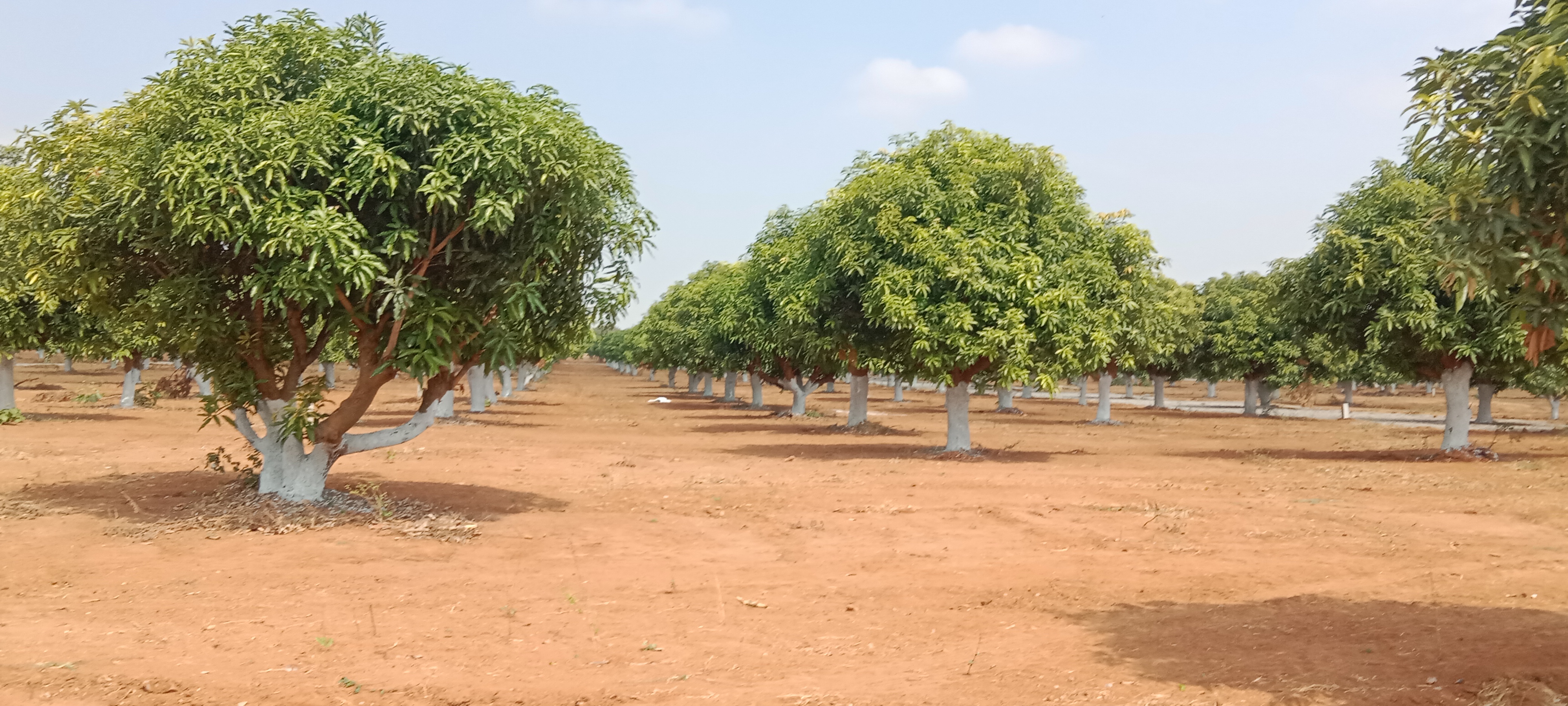 Resale 605 Sq.Yd. Plot in Sun City Hyderabad 6122455