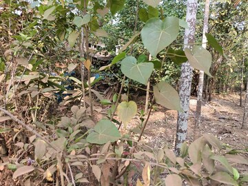  Plot – Garden View at Shrivardhan - for Sale