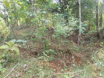 Plot Area in  Plot at Mandangad – for Sale