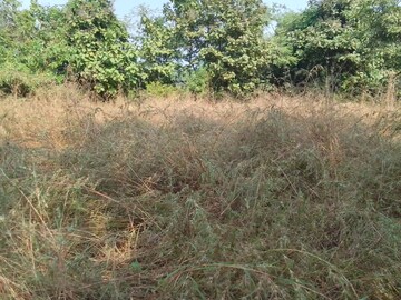 Plot Area in  Plot at Mandangad – for Sale