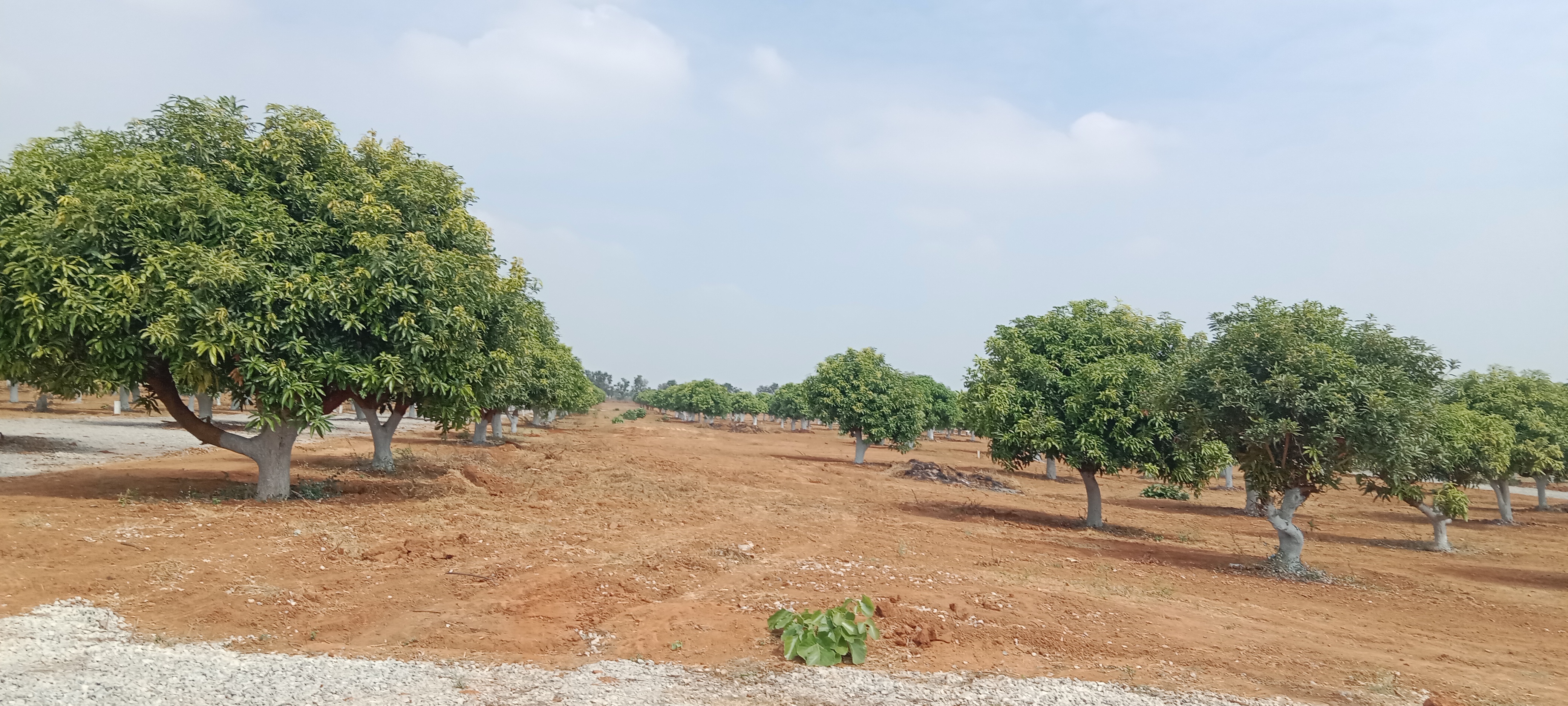  Plot For Resale in Bandlaguda Jagir Hyderabad 6150502