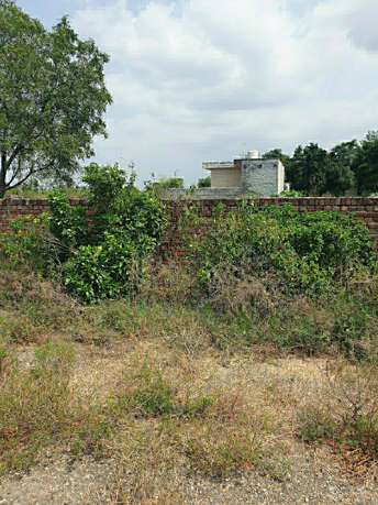  Plot For Resale in Bhai Randhir Singh Nagar Ludhiana 6166973