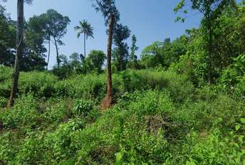  Plot For Resale in Adoor Pathanamthitta 6199083