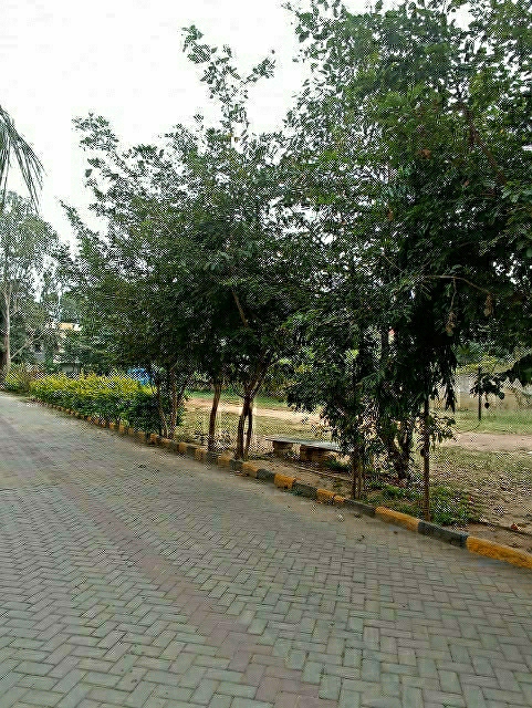  Plot For Resale in Akshayanagar Bangalore 6204537