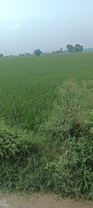 Commercial Land 3 Acre For Resale in Gt Road Kurukshetra  6213477