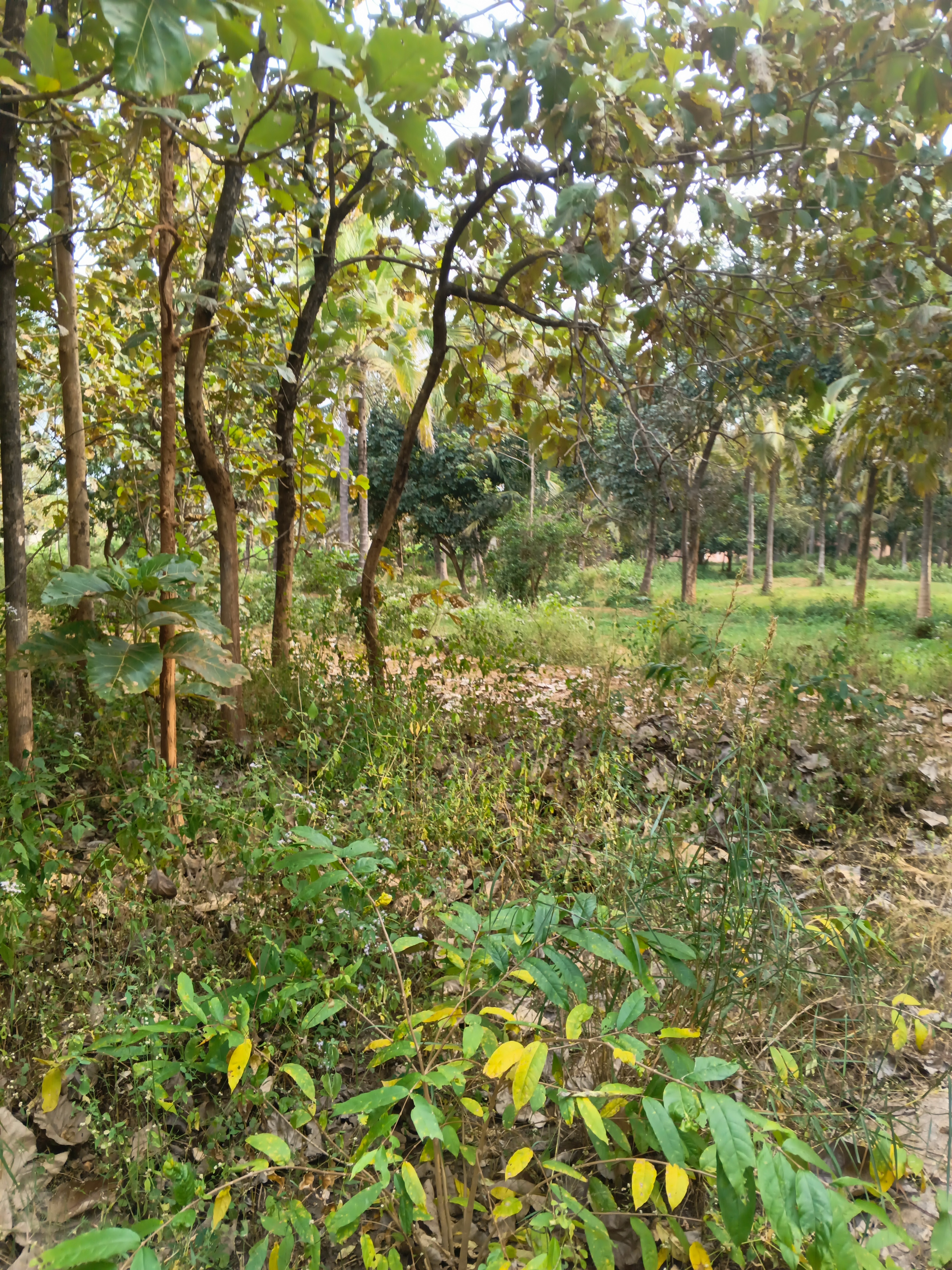 Plot For Resale in Hunsur Road Mysore  6225752