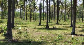  Plot For Resale in Malur Bangalore 6283827