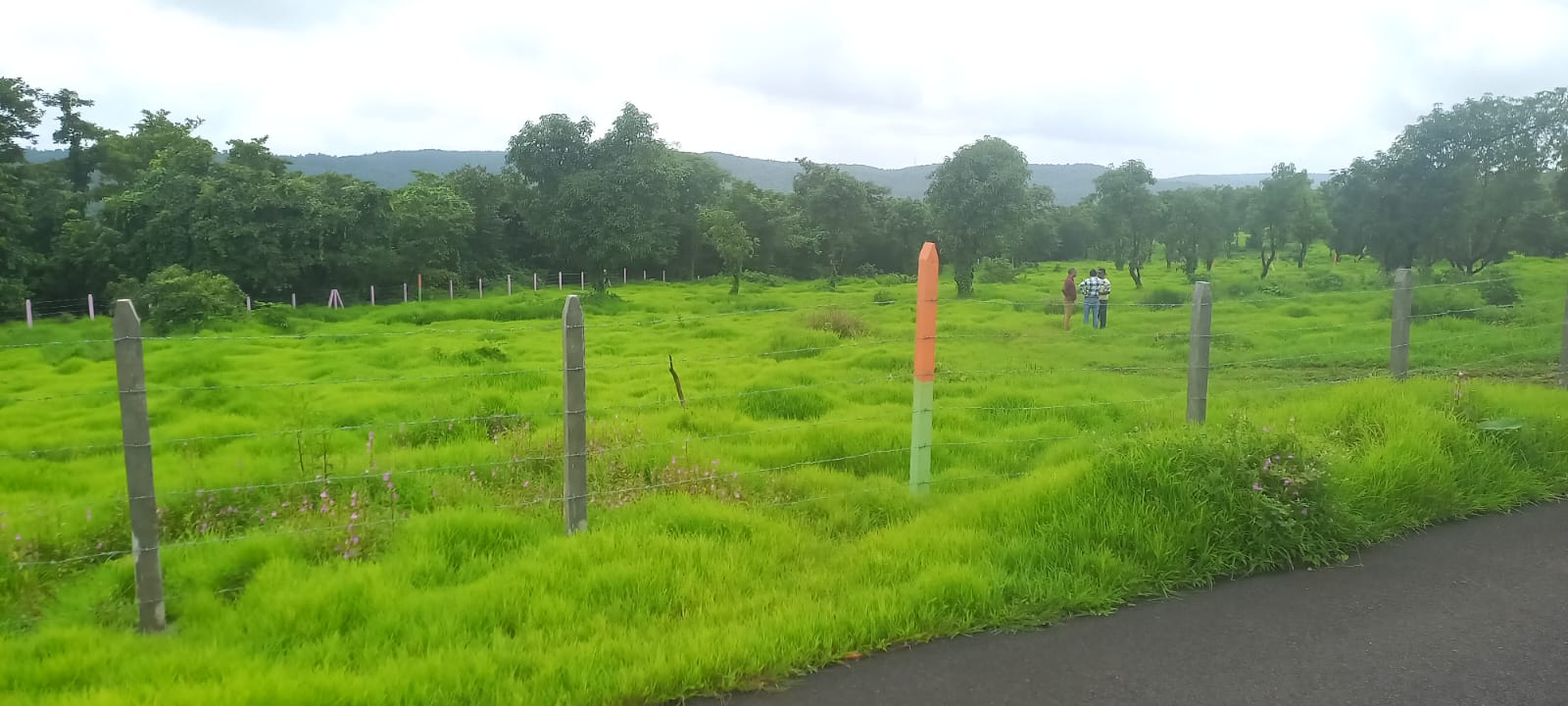 Plot For Resale in Mangaon Raigad  6285358