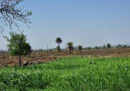 Commercial Land 1 Acre For Resale In Bairagarh Chichali Bhopal 6296642