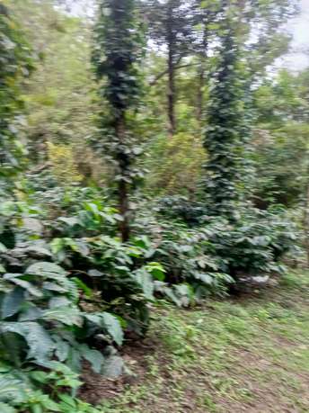 Plot For Resale in Gonikoppal Coorg  6312573